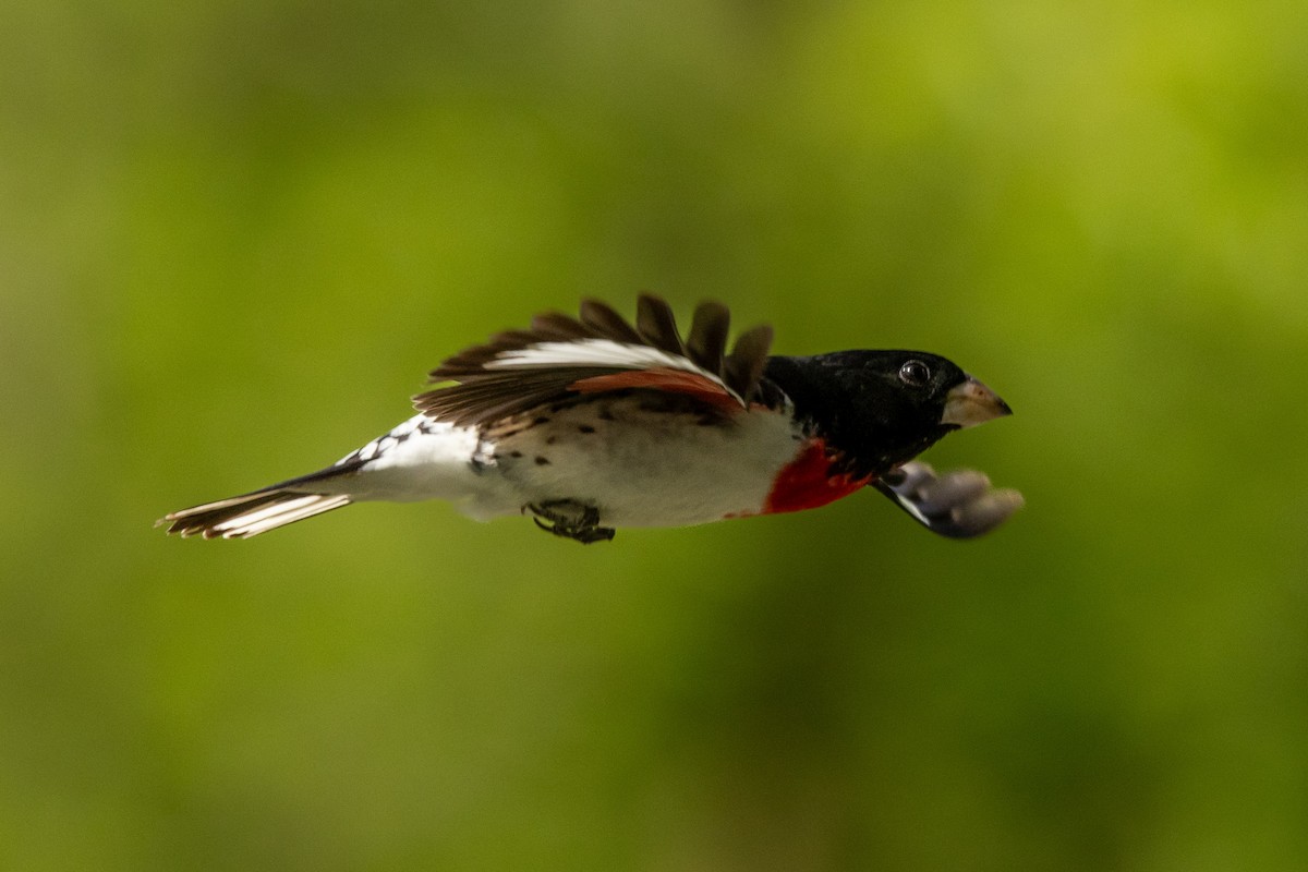 Rose-breasted Grosbeak - ML619448684