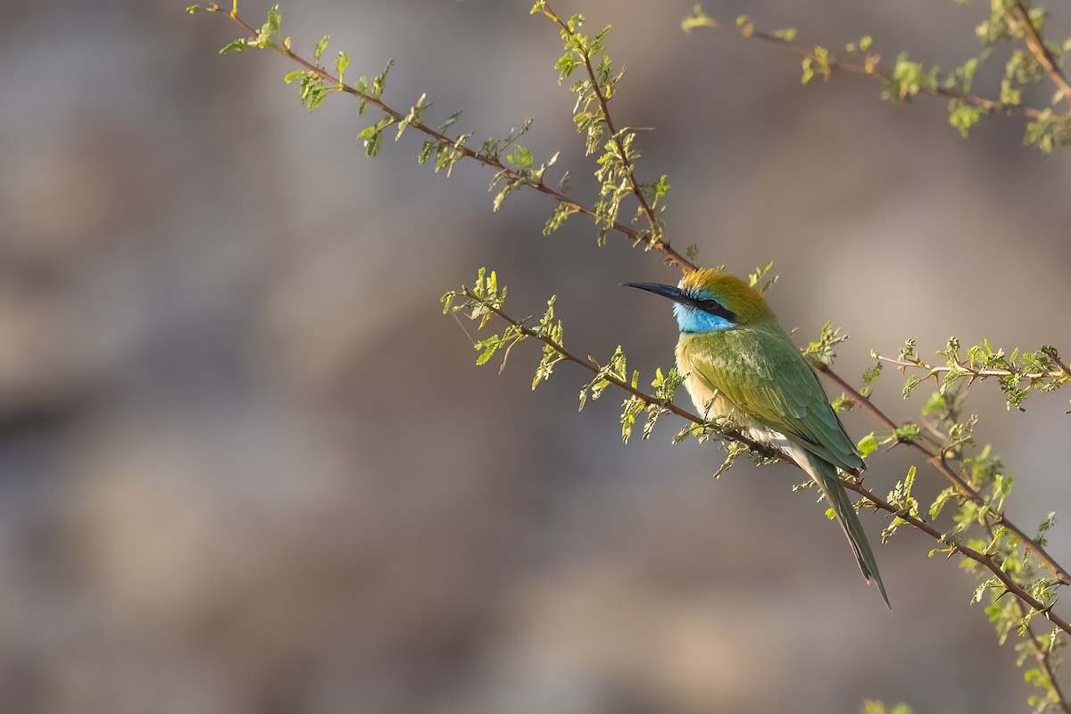 Arabian Green Bee-eater - ML619448689