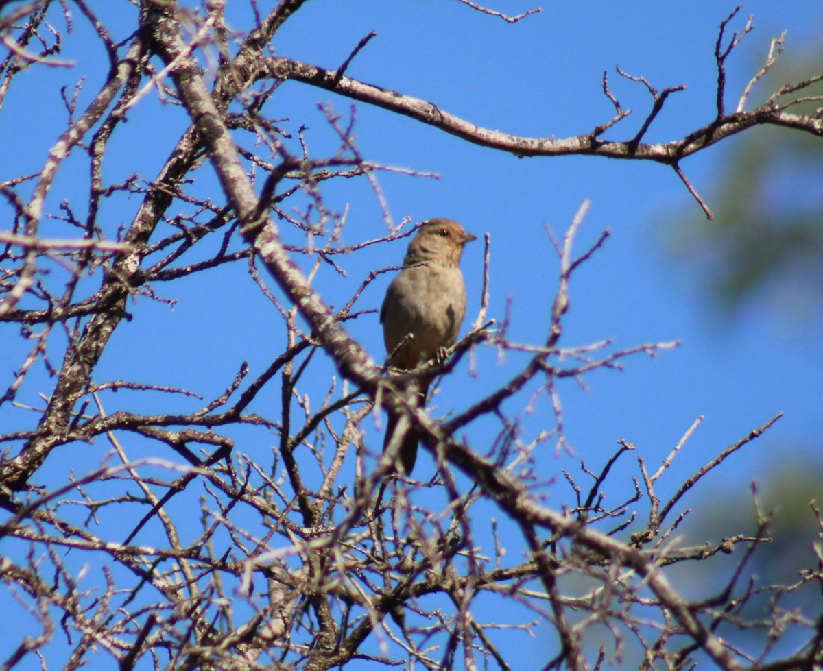 California Towhee - Bill McIver