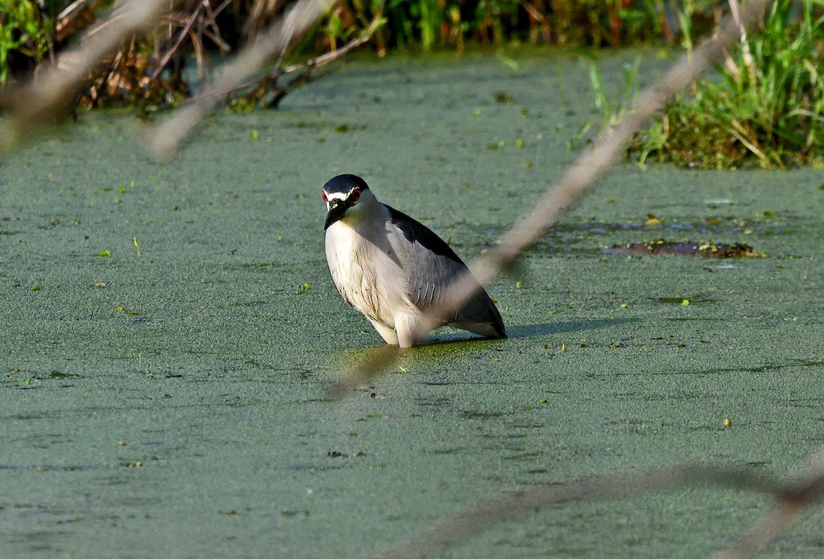 Black-crowned Night Heron - Tom Long