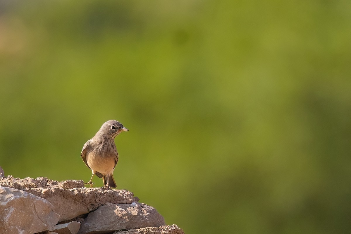 Desert Lark - Jaap Velden