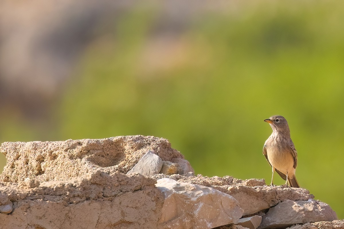 Desert Lark - Jaap Velden