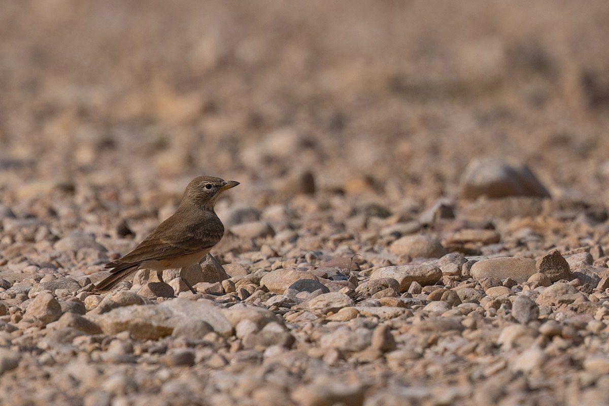 Desert Lark - Jaap Velden