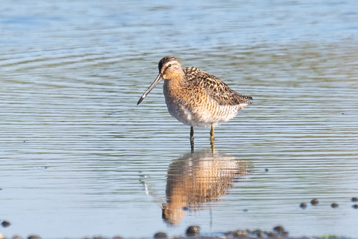 Short-billed Dowitcher - ML619448706