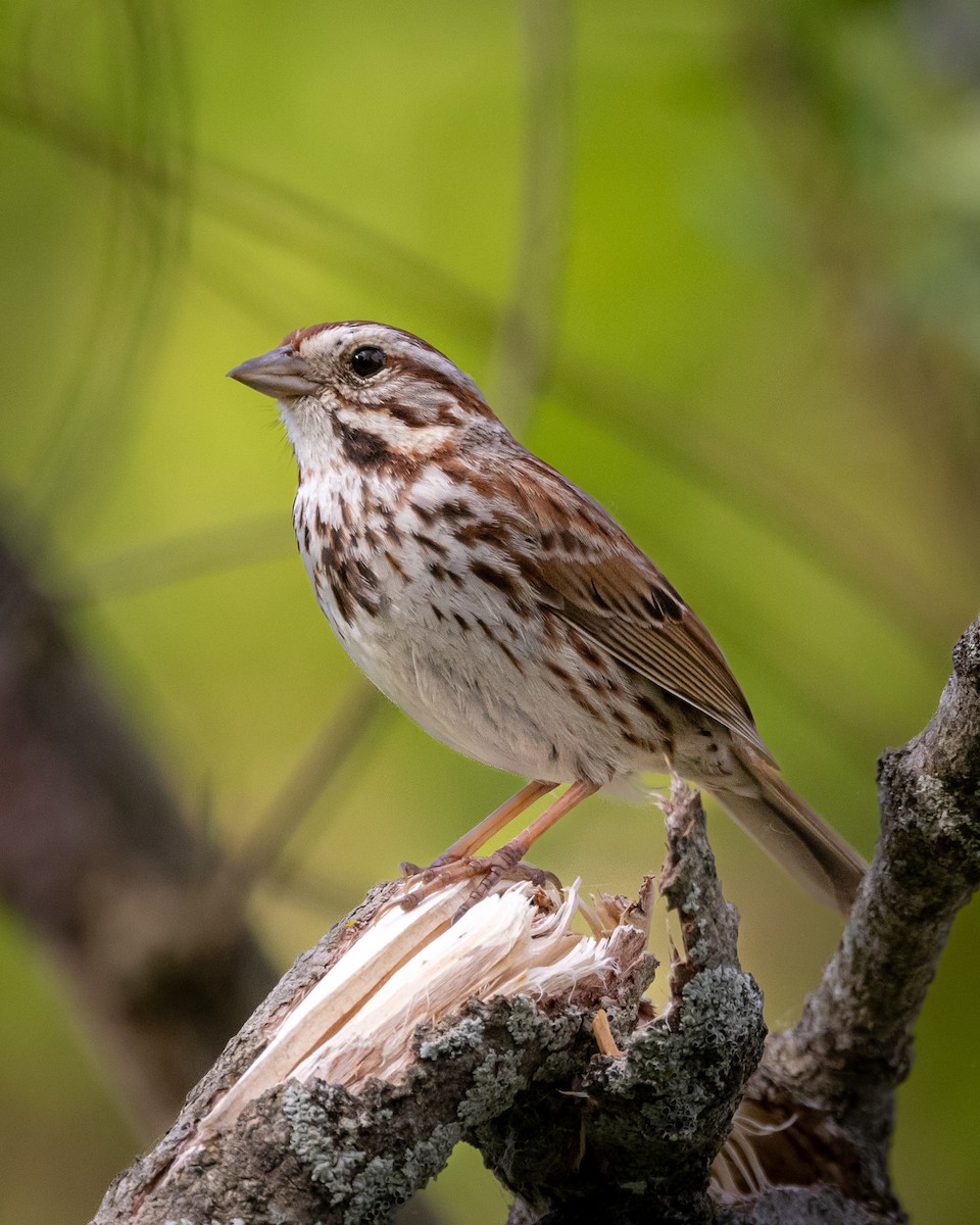 Song Sparrow - ML619448710