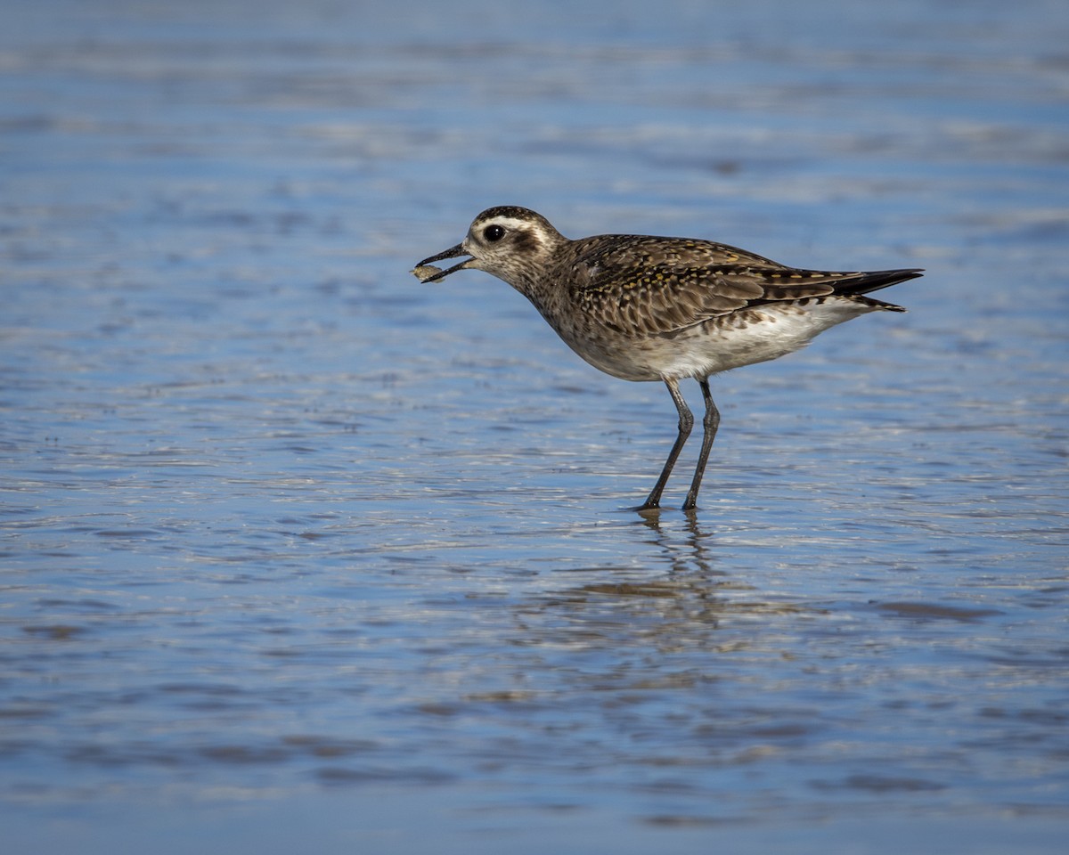 American Golden-Plover - ML619448716