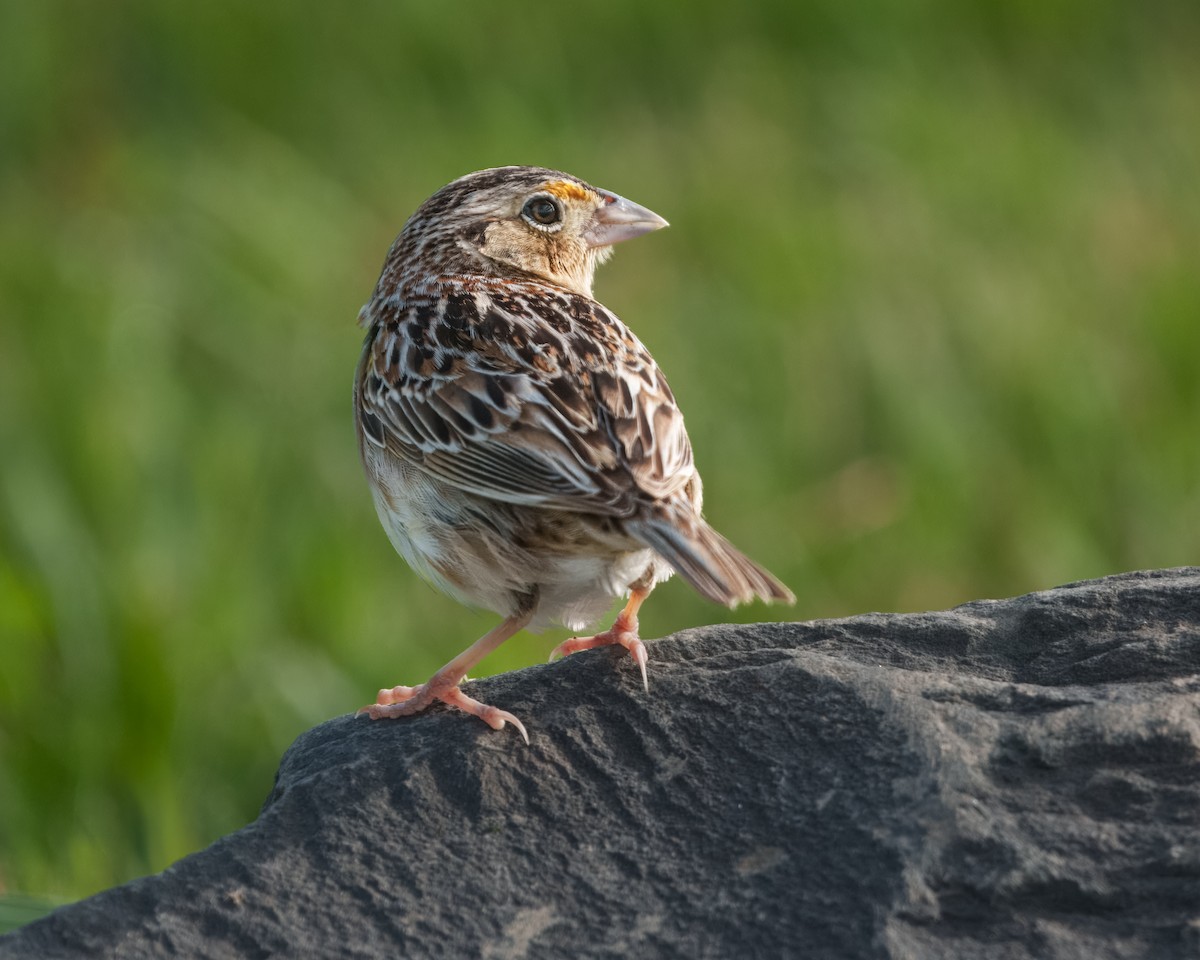 Grasshopper Sparrow - Susan Logan Ward