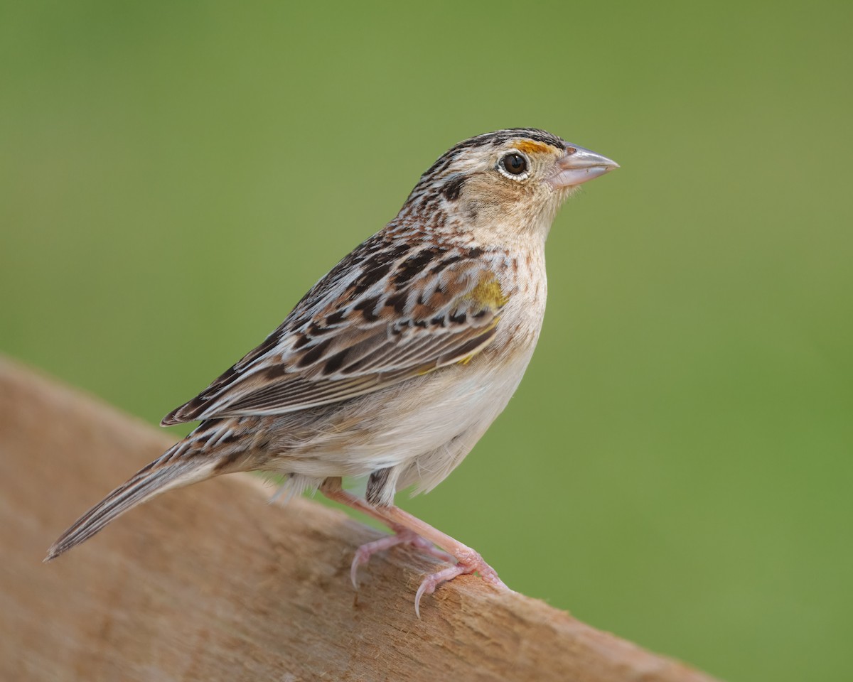 Grasshopper Sparrow - Susan Logan Ward