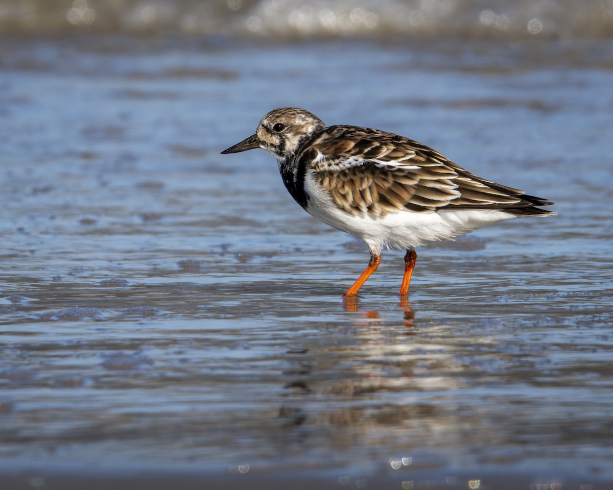 Ruddy Turnstone - Caio Osoegawa