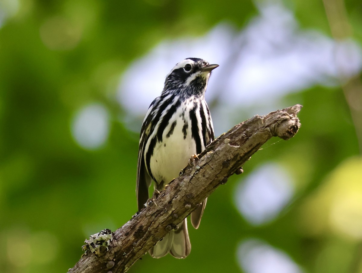 Black-and-white Warbler - Charlie   Nims