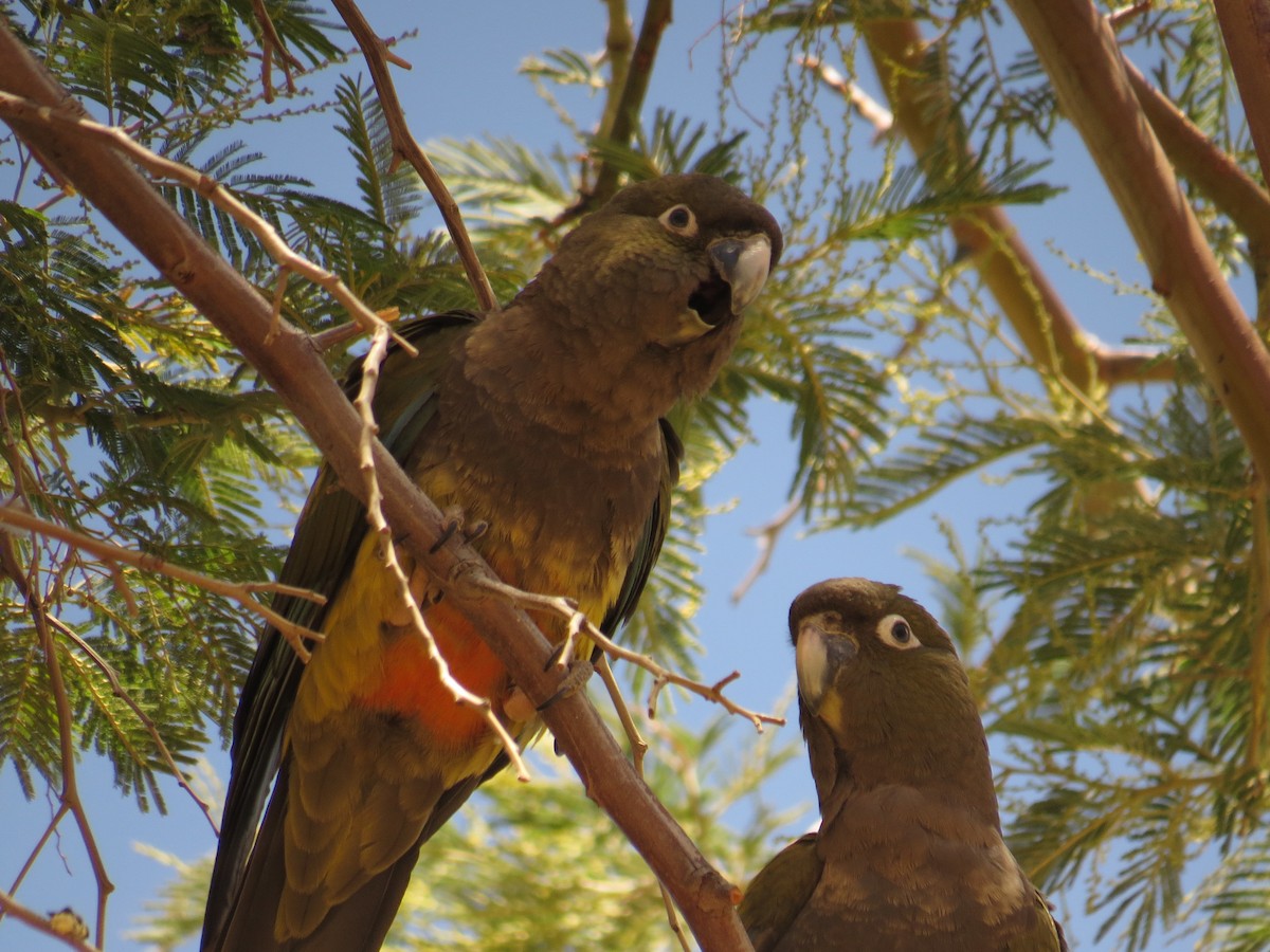 Burrowing Parakeet - Olivares Barraza