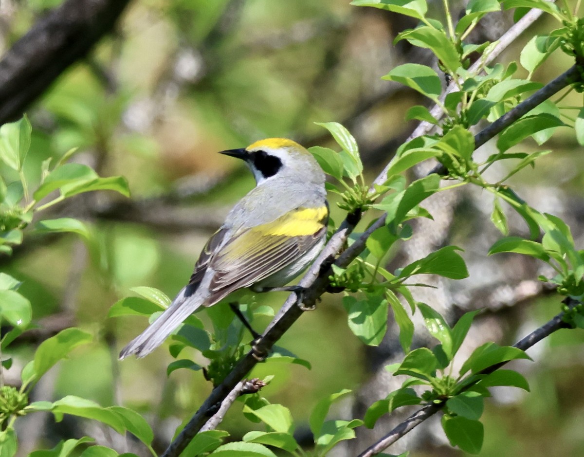 Golden-winged Warbler - Charlie   Nims