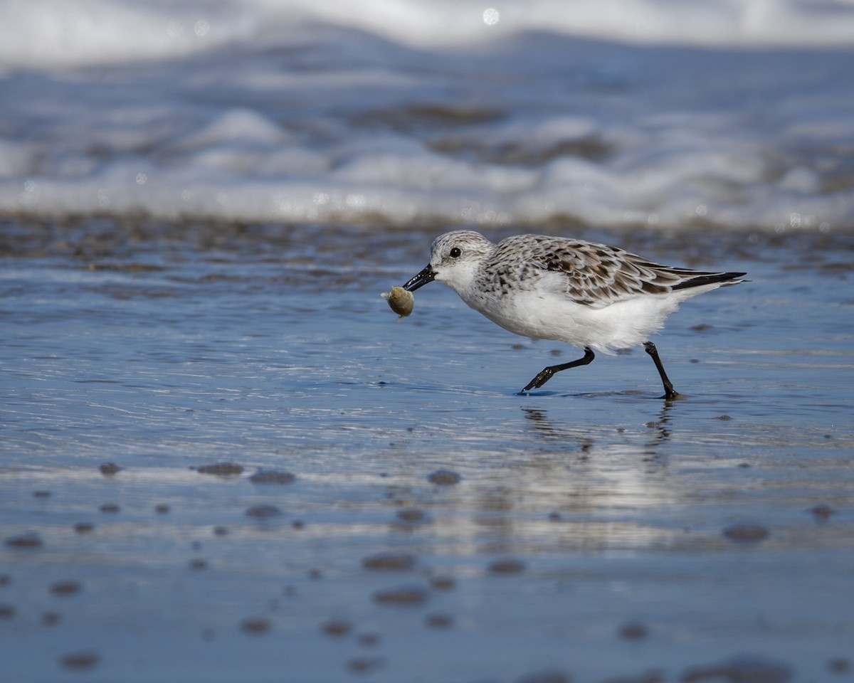 Sanderling - ML619448731