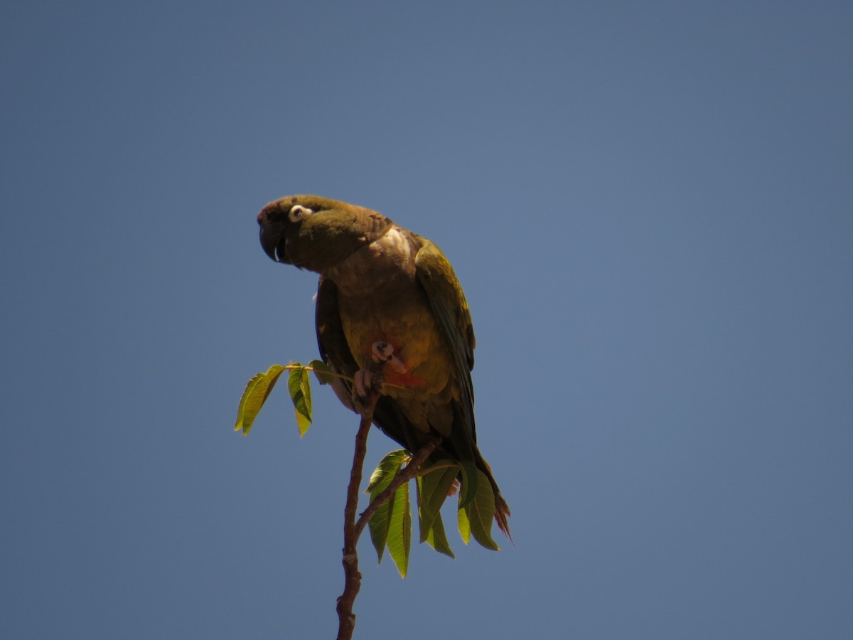 Burrowing Parakeet - Olivares Barraza