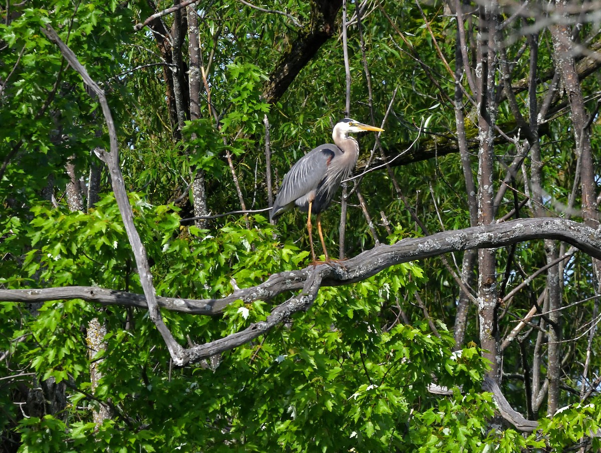 Great Blue Heron - ML619448739