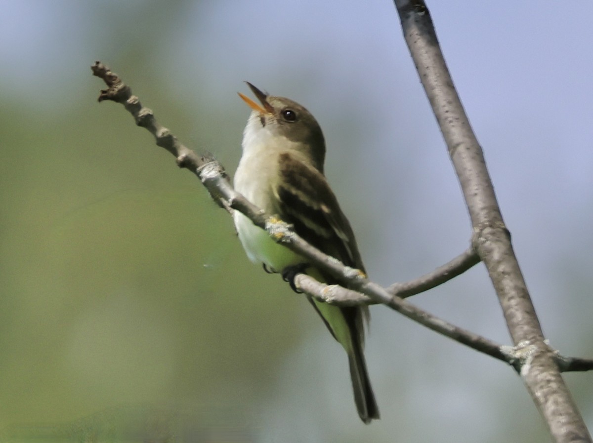 Alder Flycatcher - ML619448743