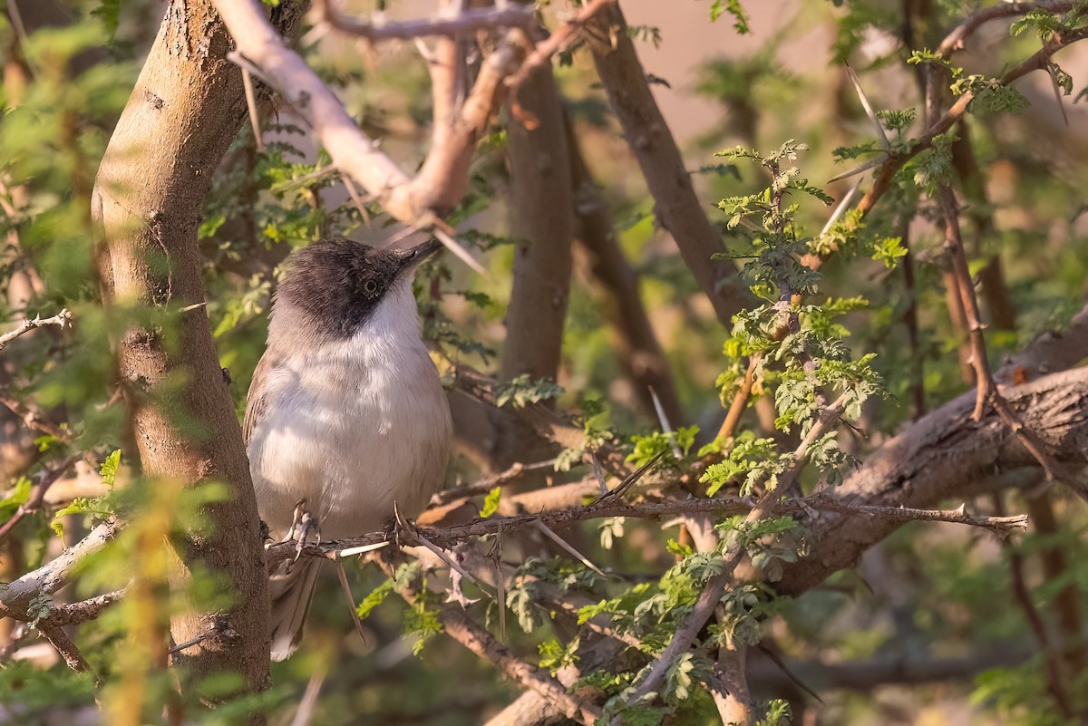 Eastern Orphean Warbler - Jaap Velden