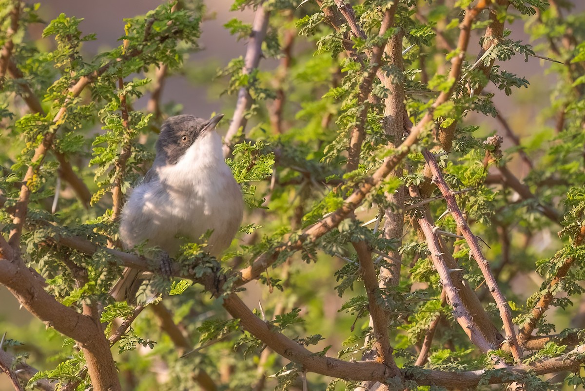 Eastern Orphean Warbler - Jaap Velden