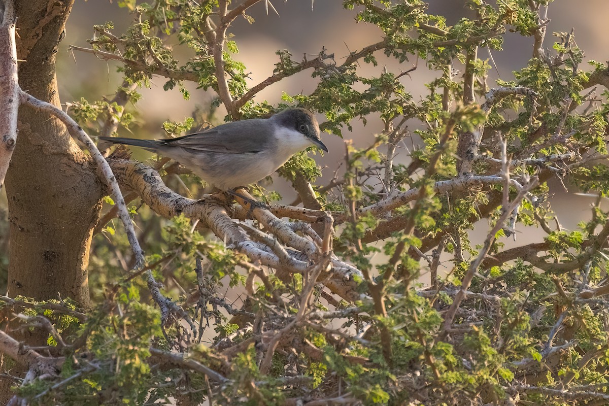 Eastern Orphean Warbler - Jaap Velden