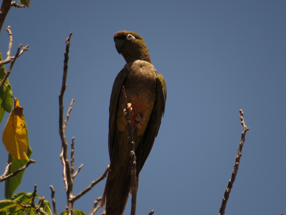 Burrowing Parakeet - Olivares Barraza