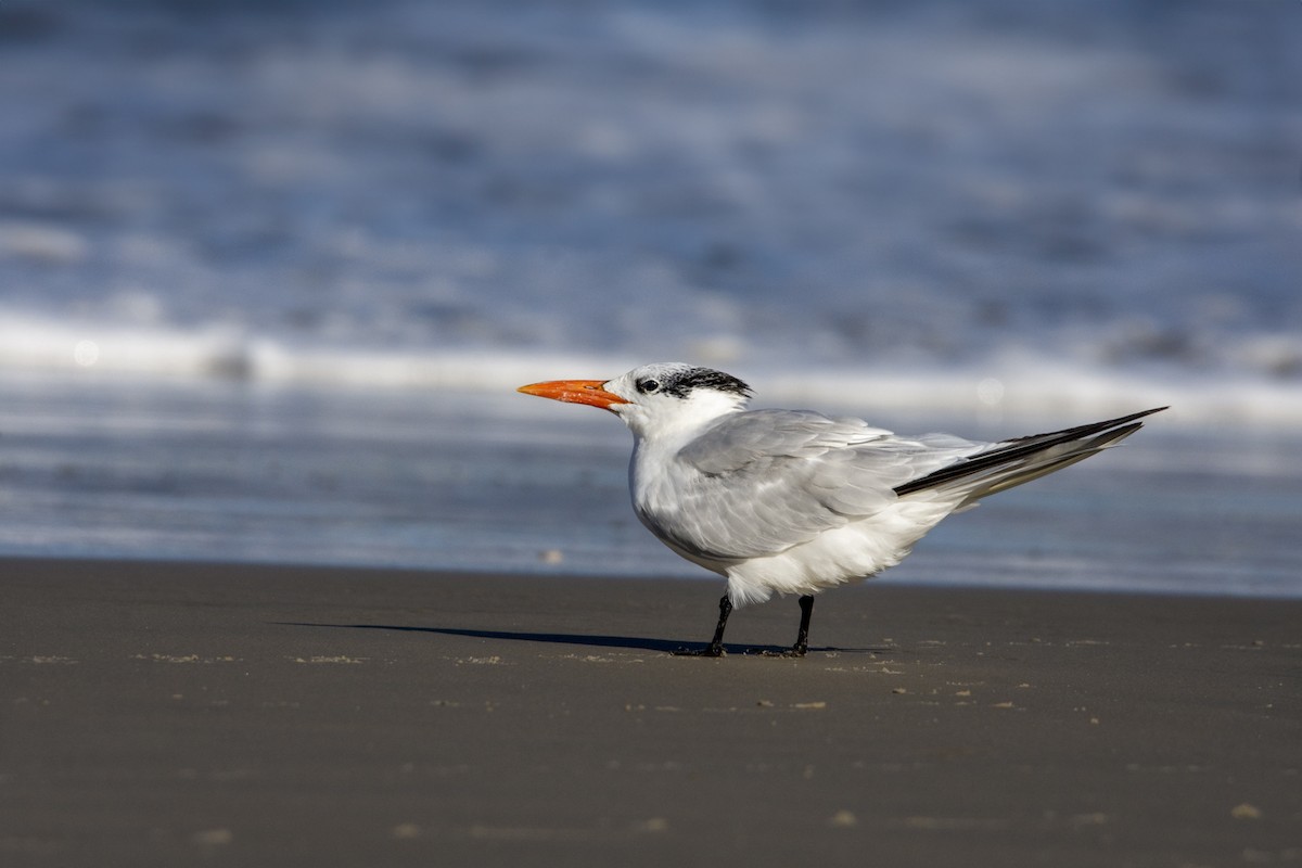 Royal Tern - Caio Osoegawa