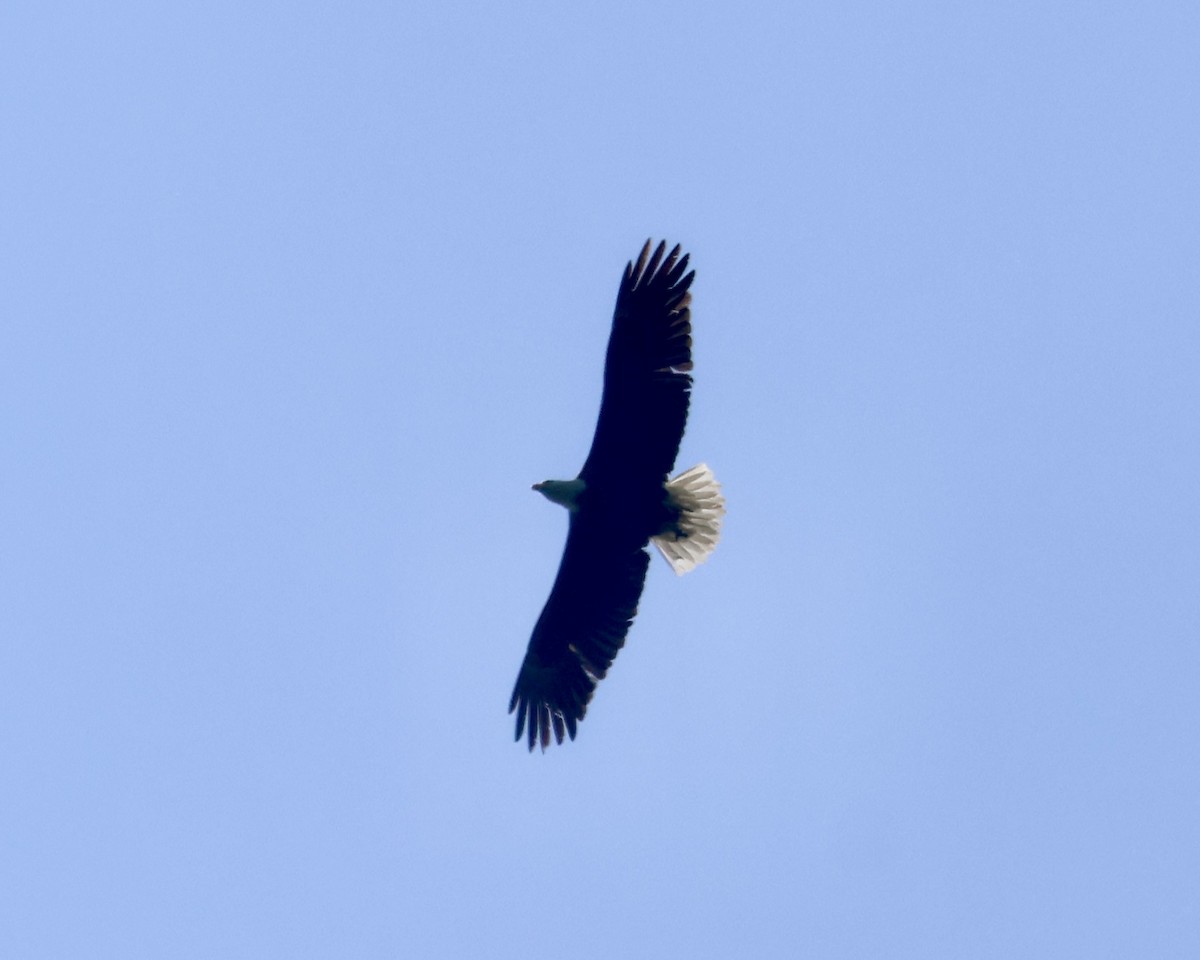 Bald Eagle - Charlie   Nims