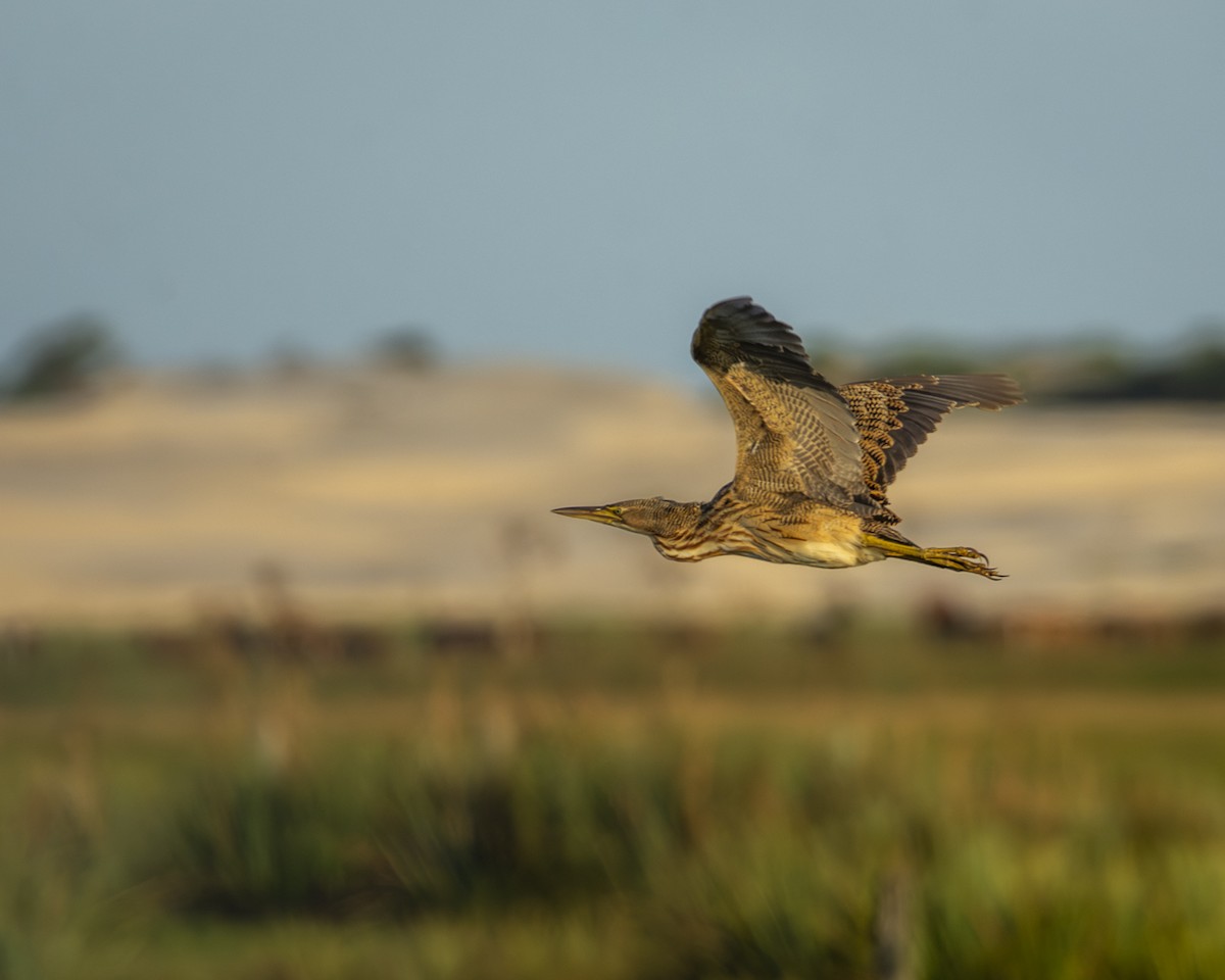 Pinnated Bittern - ML619448766