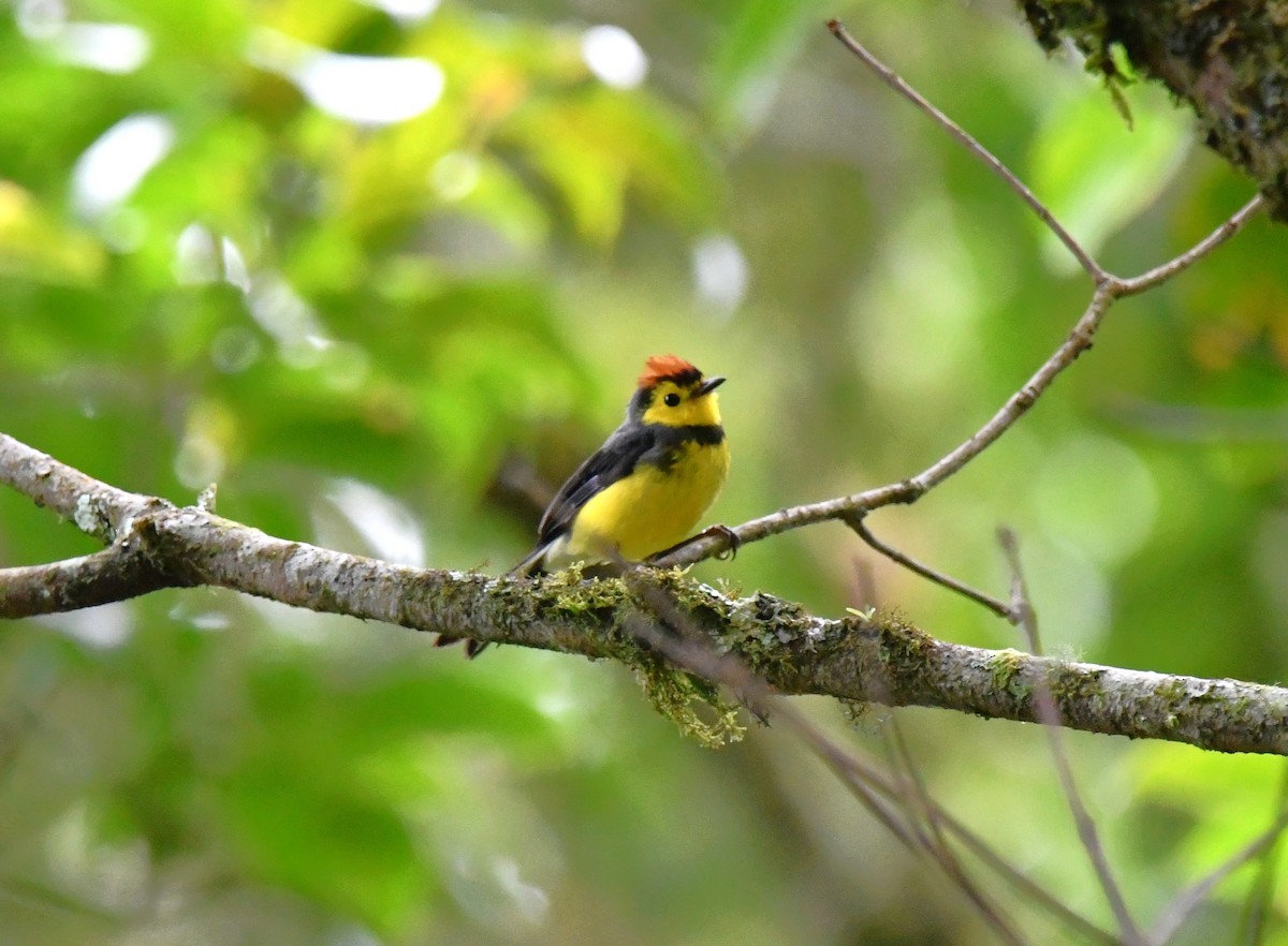 Collared Redstart - Dan Bormann