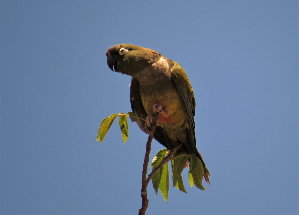 Burrowing Parakeet - Olivares Barraza