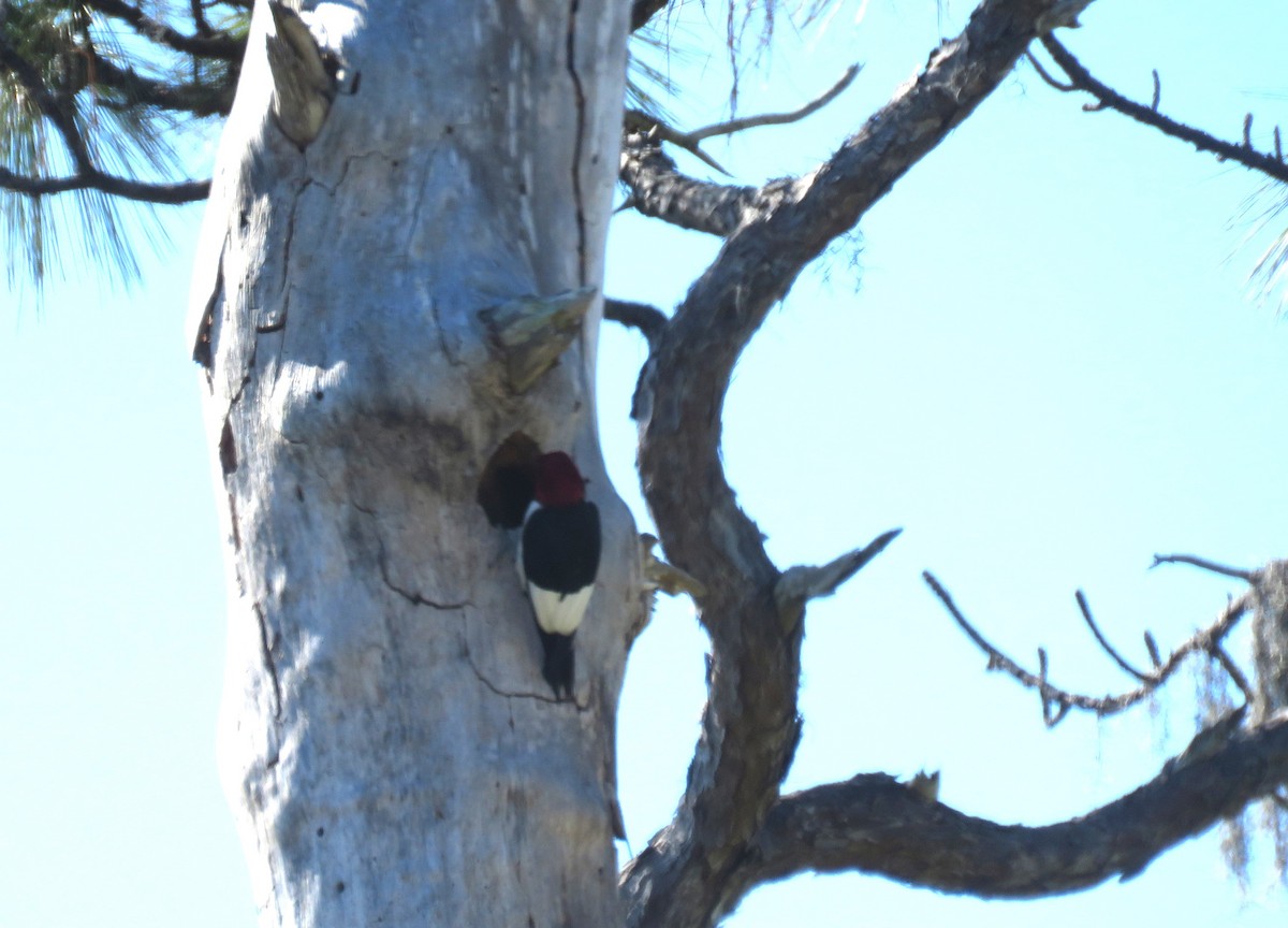 Red-headed Woodpecker - shirley franey