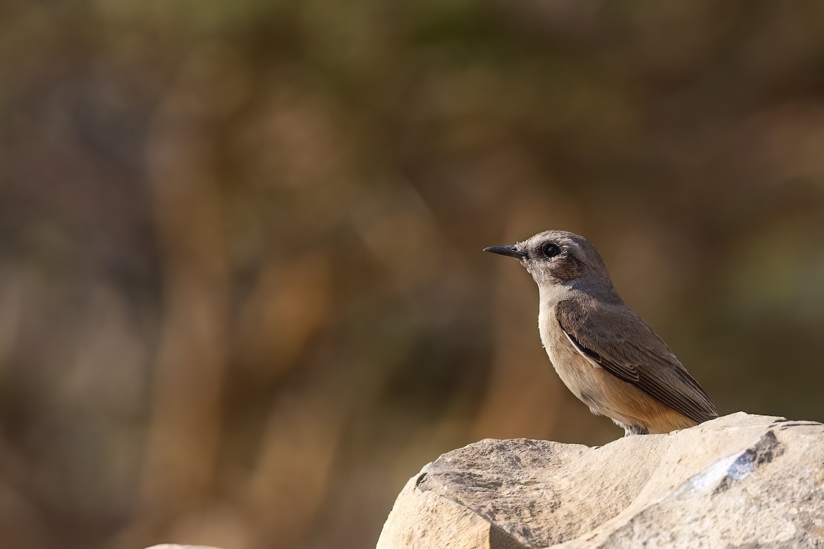 Persian Wheatear - ML619448783