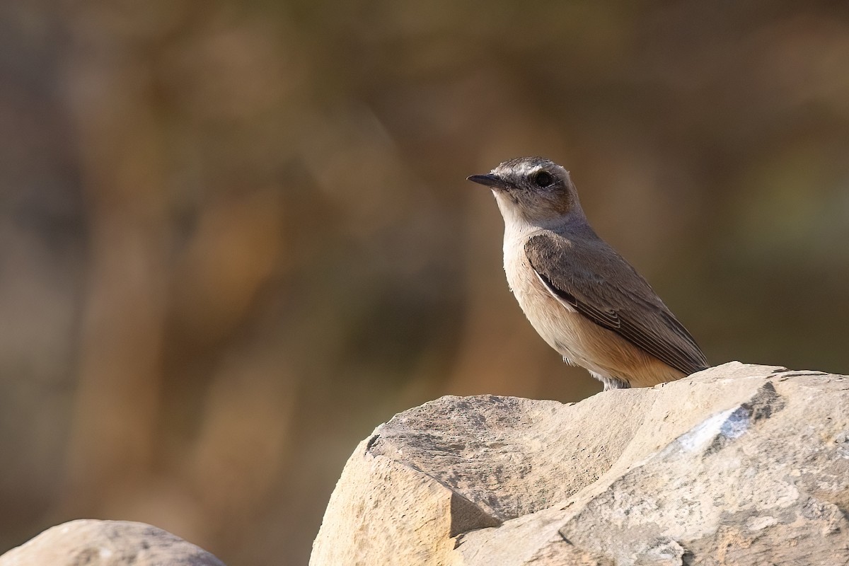 Persian Wheatear - ML619448784