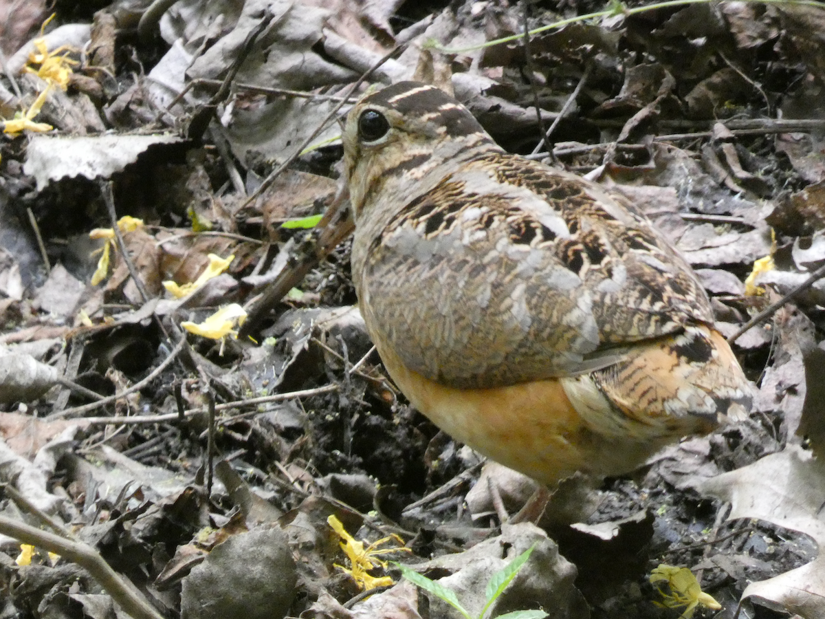 American Woodcock - Carolyn Sanders