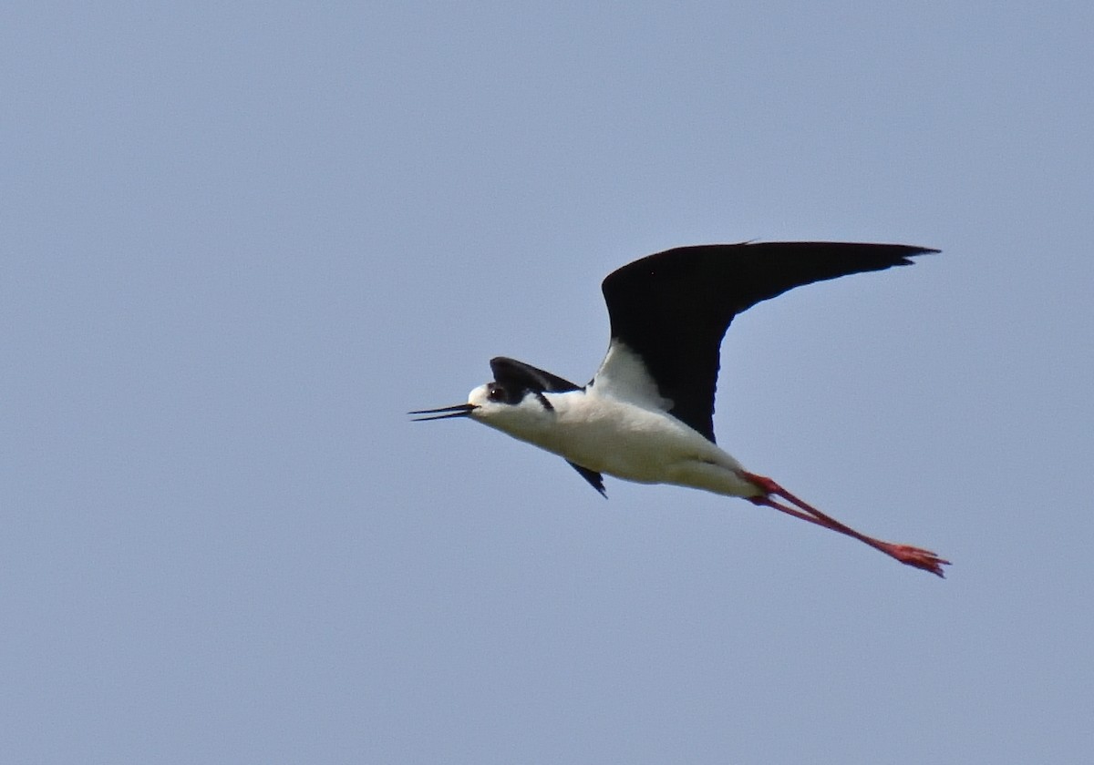 Black-winged Stilt - Mu Sano