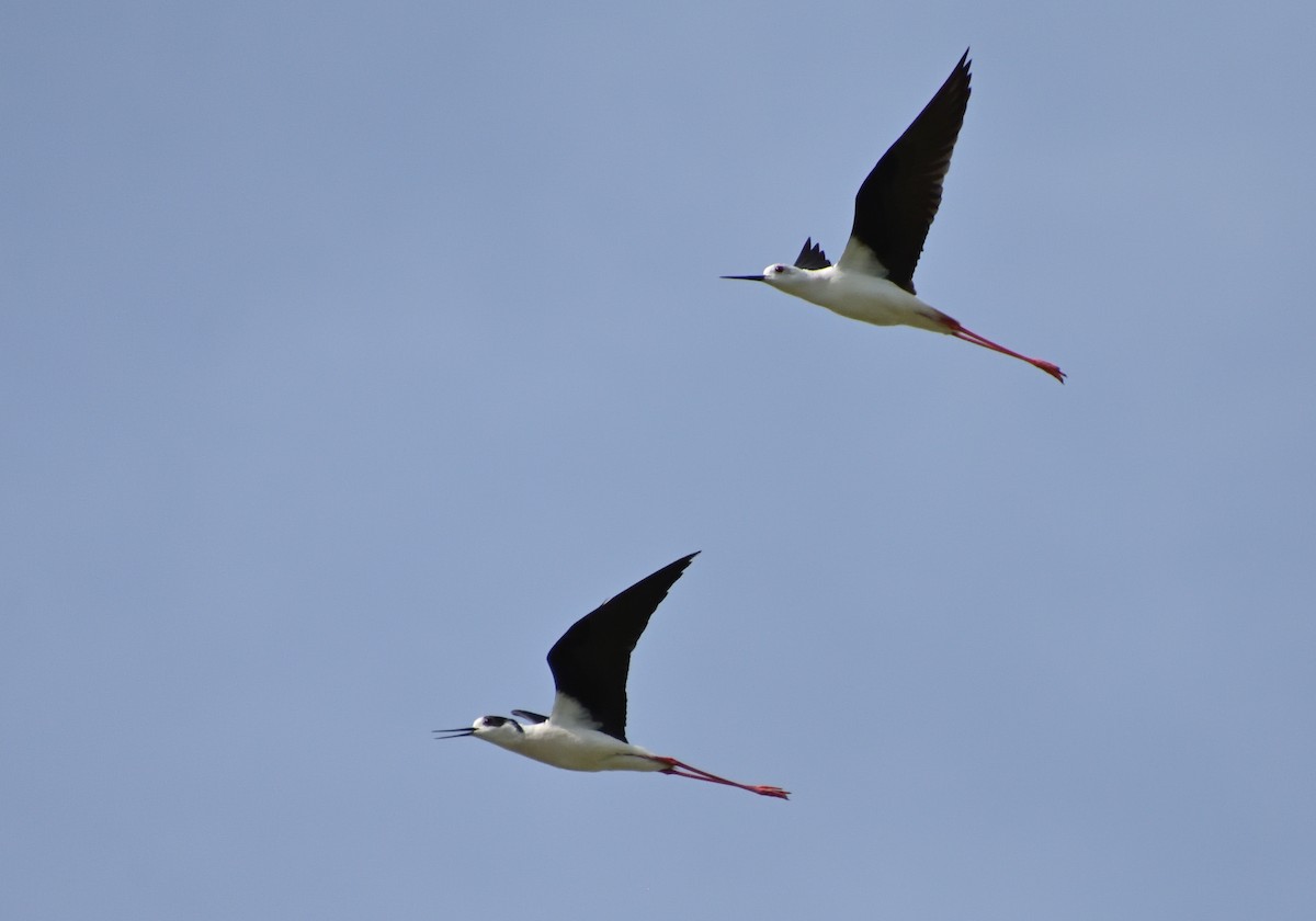 Black-winged Stilt - Mu Sano