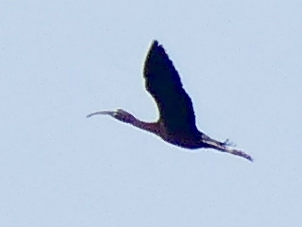 Glossy Ibis - Matt Seaton