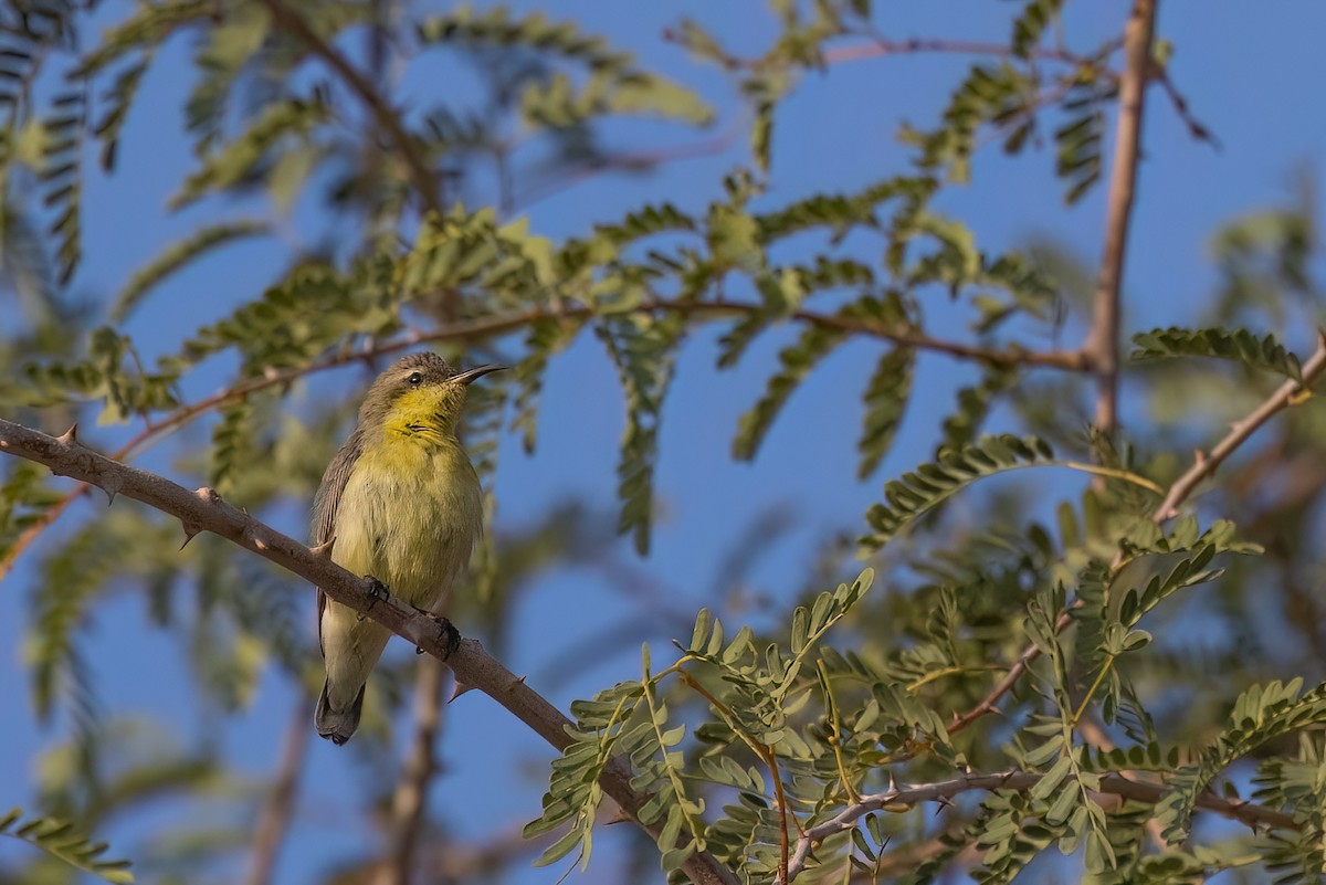 Purple Sunbird - Jaap Velden