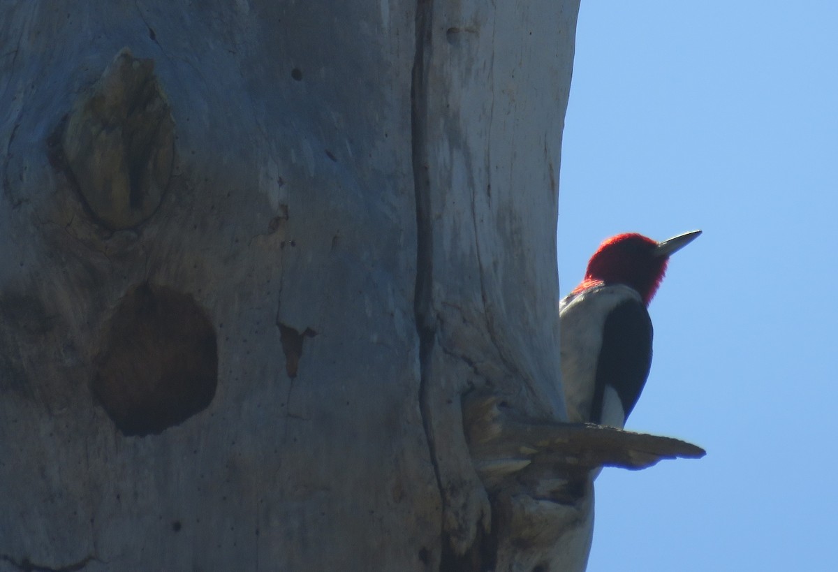 Red-headed Woodpecker - shirley franey