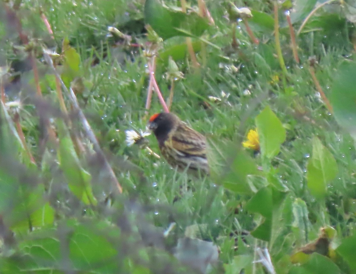 Fire-fronted Serin - ML619448806