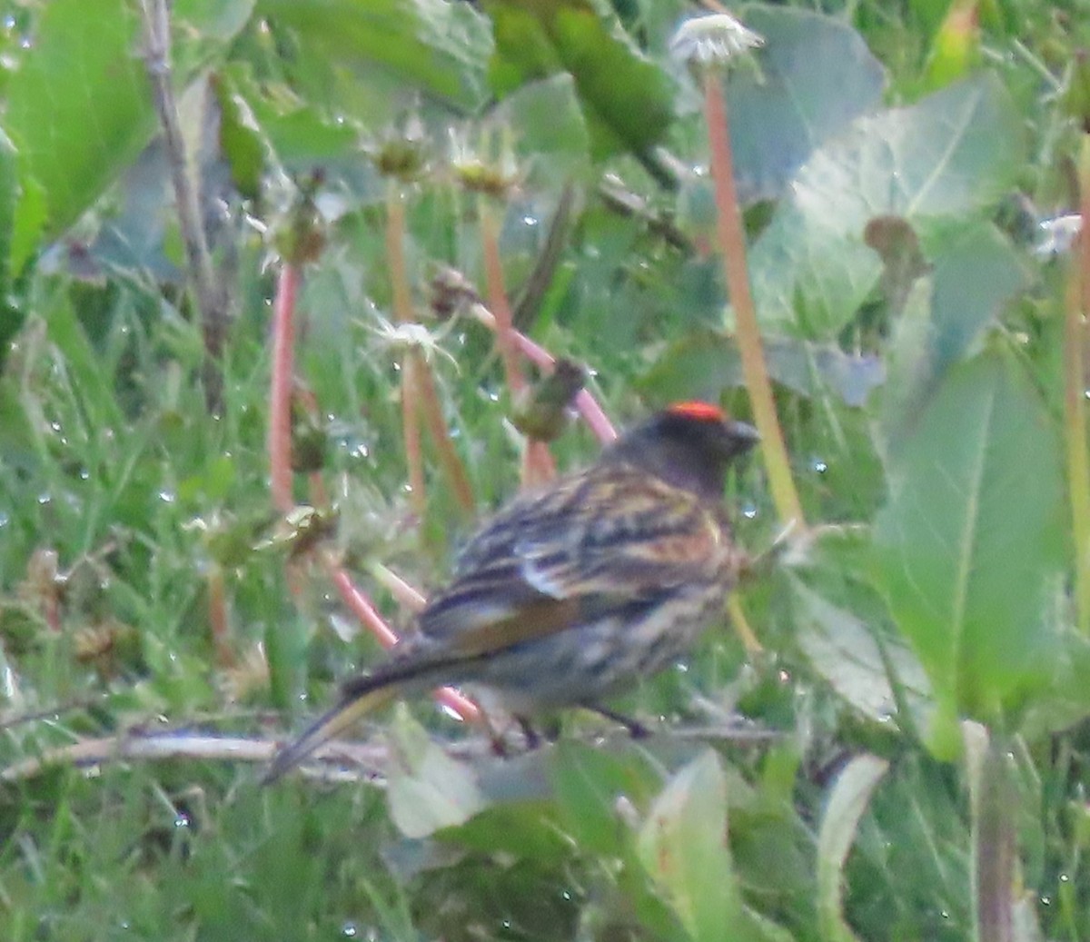 Fire-fronted Serin - Doug Kibbe