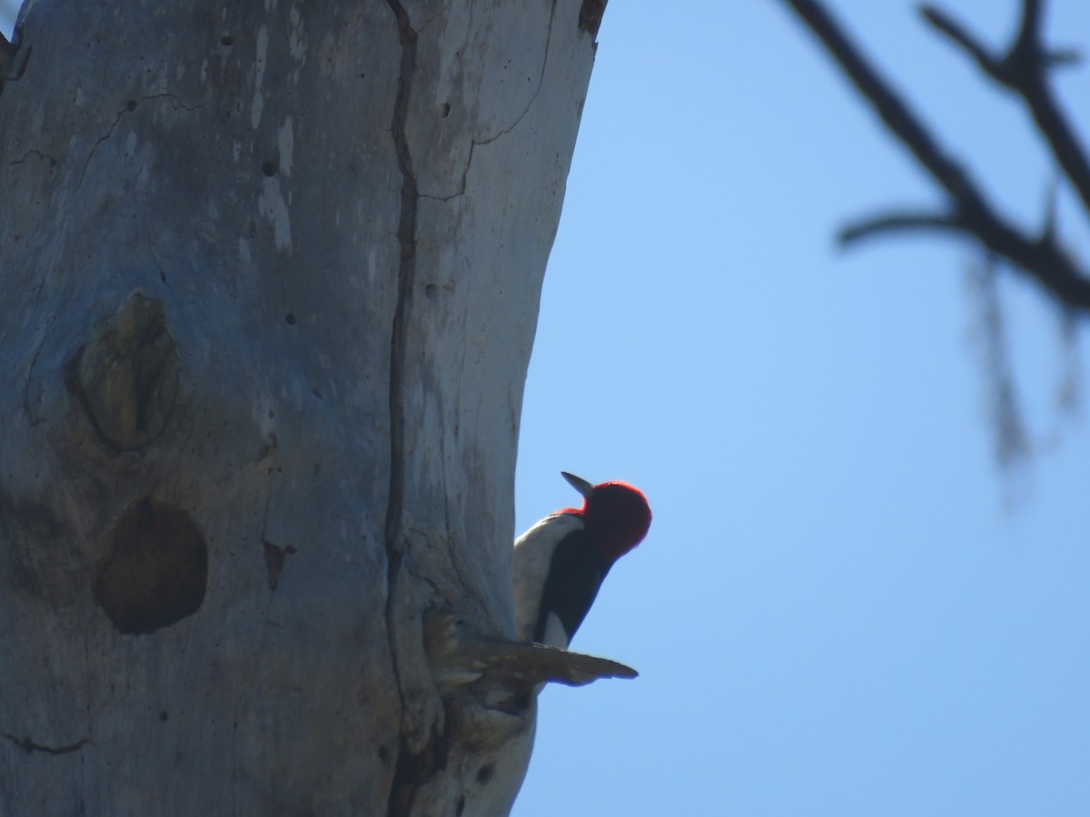 Red-headed Woodpecker - shirley franey
