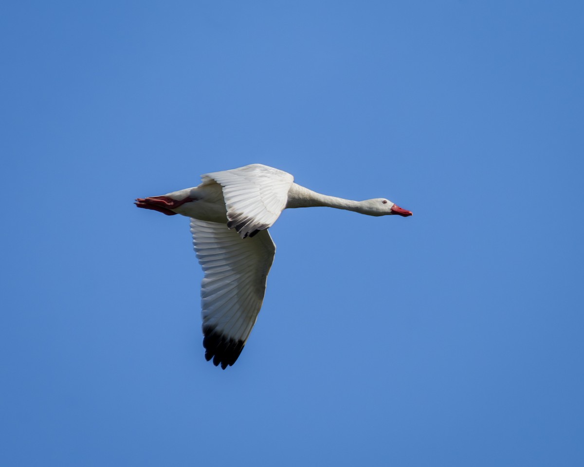 Coscoroba Swan - Caio Osoegawa