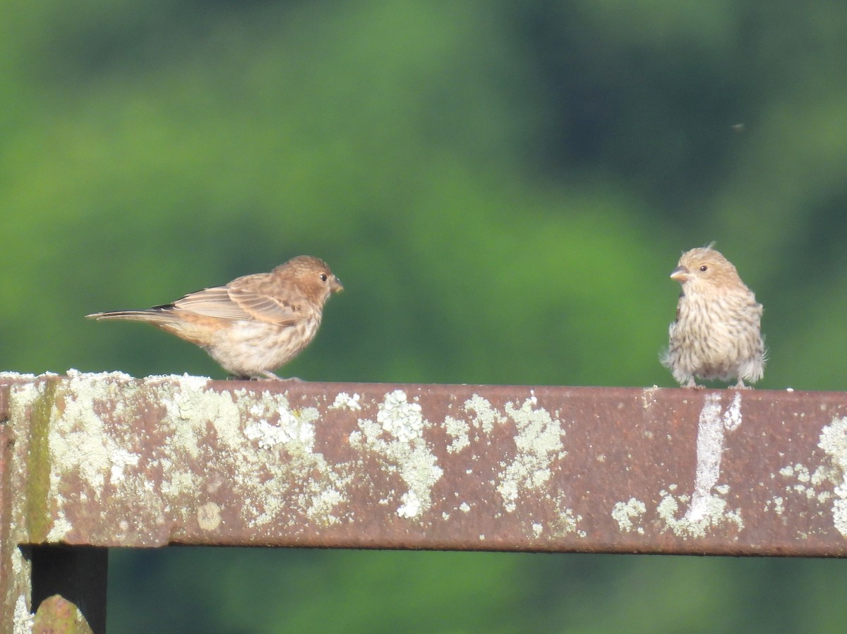 House Finch - bob butler