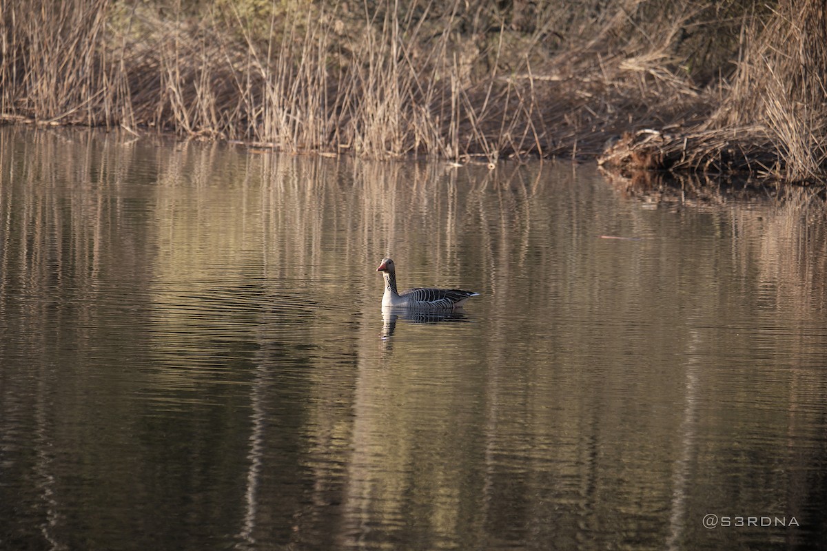 Graylag Goose - ML619448822