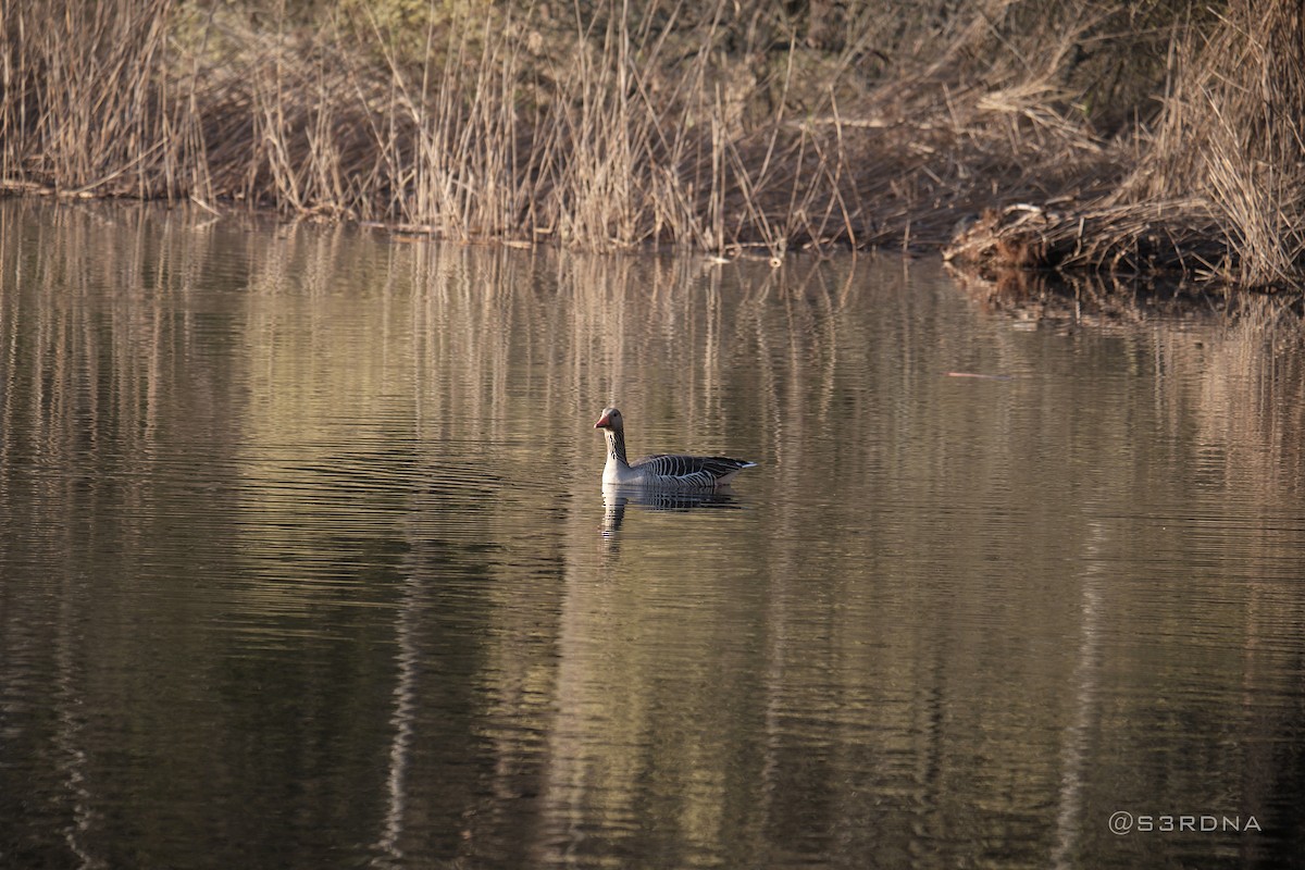 Graylag Goose - Andrés De la Cámara