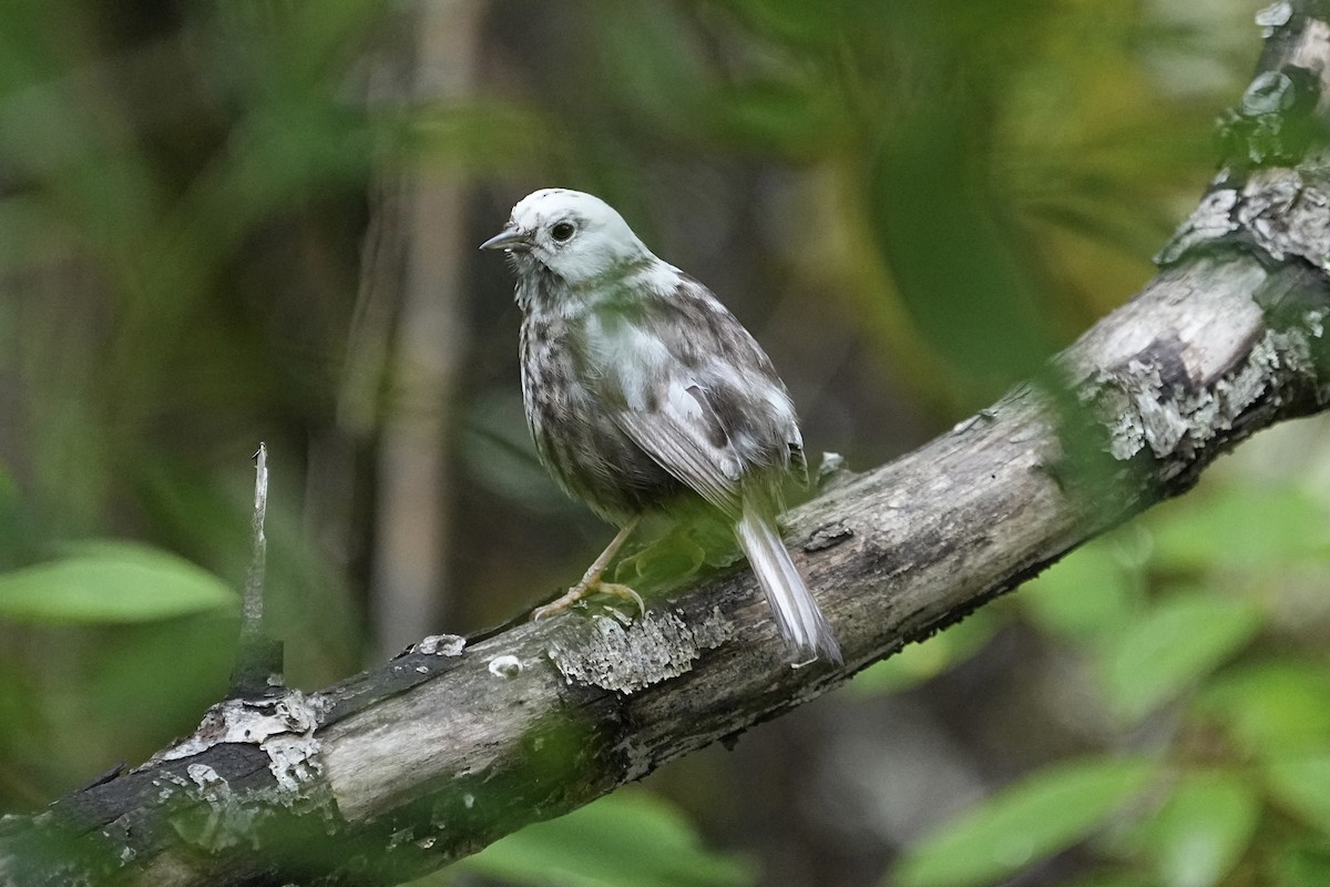 Song Sparrow - Christopher Carlson