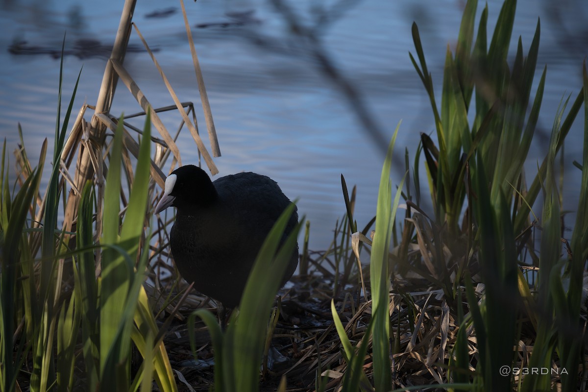 Eurasian Coot - Andrés De la Cámara