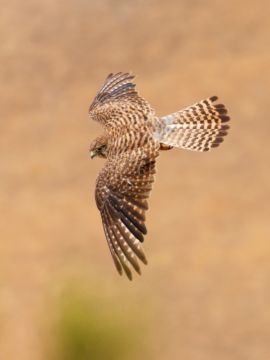 Eurasian Kestrel (Canary Is.) - Avihu Nussbaum