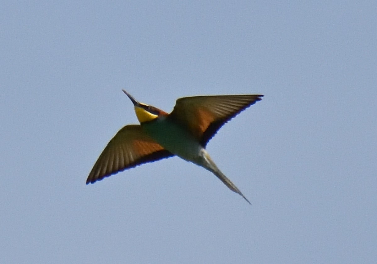 European Bee-eater - ML619448835