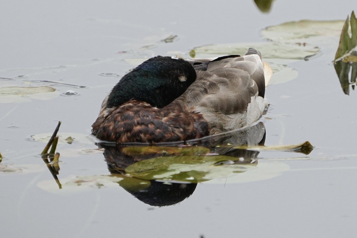 Mallard - Christopher Carlson